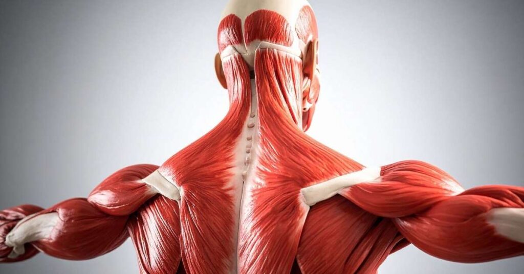 Loss of Muscle Mass 1